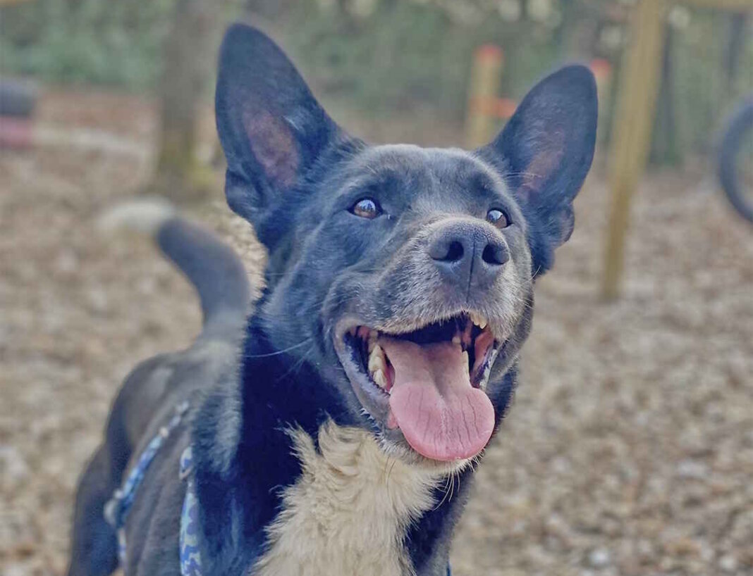 Cane meticcio border belga