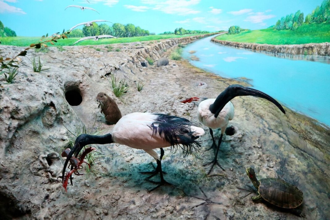 animali