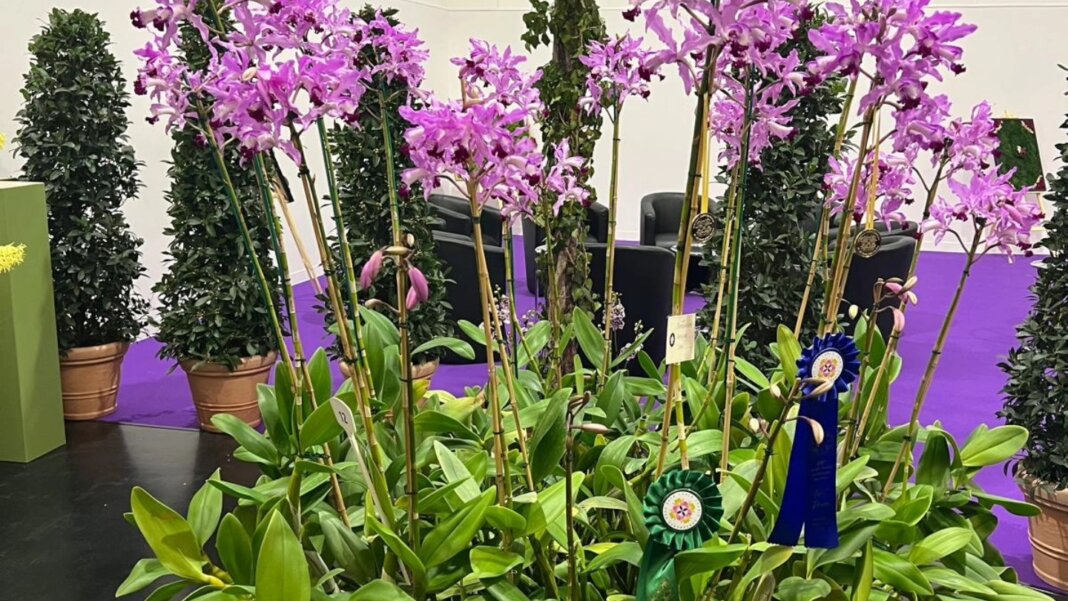 WOC 2026 orchidee