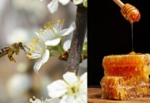 ‘Mielerie aperte’ in Toscana: il via a visite e degustazioni Mielerie Aperte